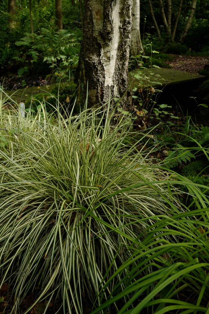 Carex oshimensis 'Evergold'
