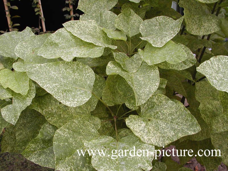 Catalpa speciosa 'Pulverulenta'