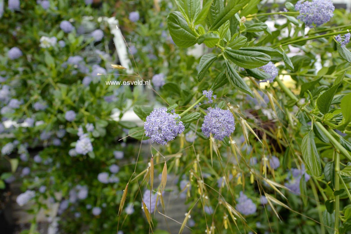 Ceanothus impressus 'Victoria'