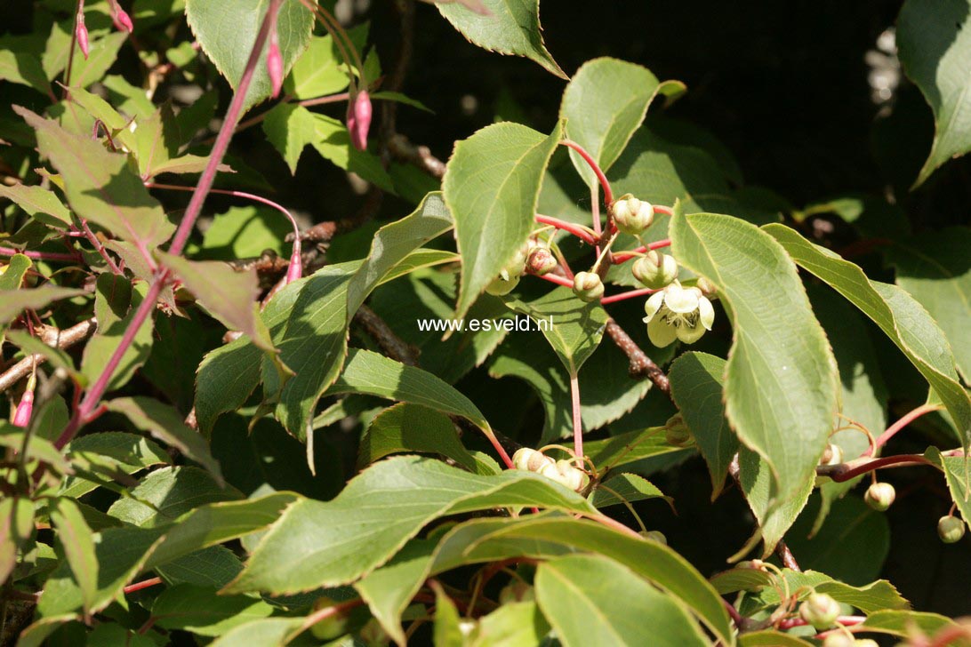 Celastrus orbiculatus