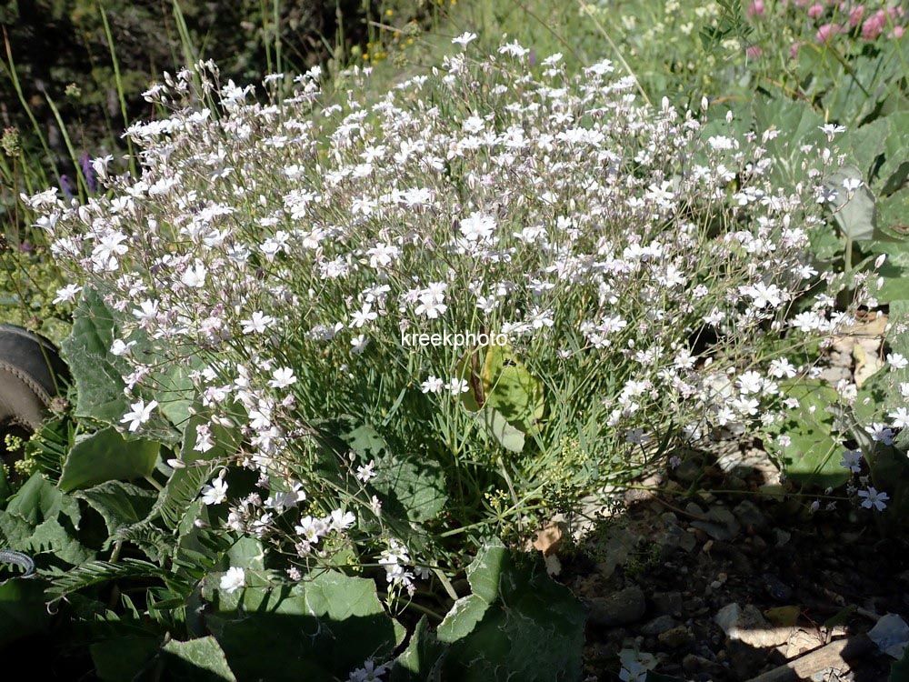 Cerastium tomentosum