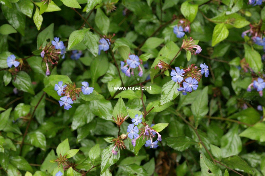 Ceratostigma willmottianum
