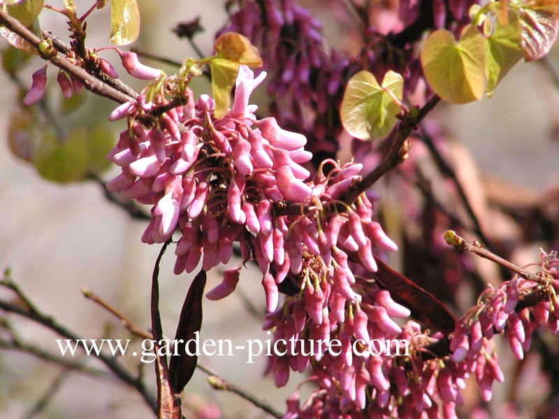 Cercis siliquastrum