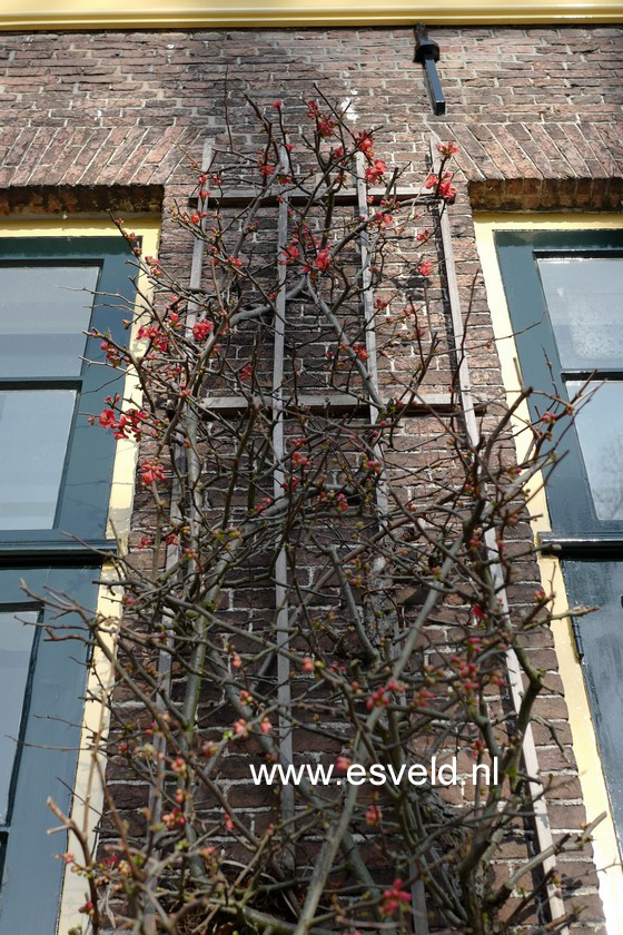 Chaenomeles speciosa