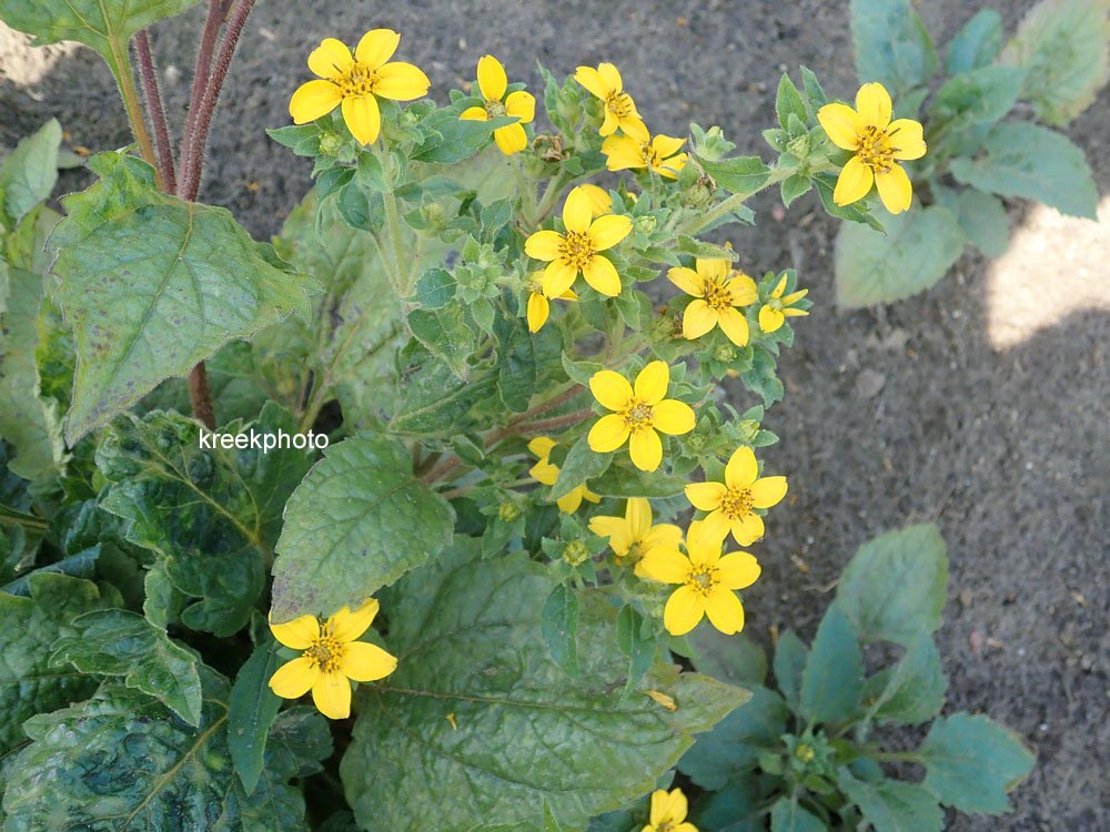 Chrysogonum virginianum