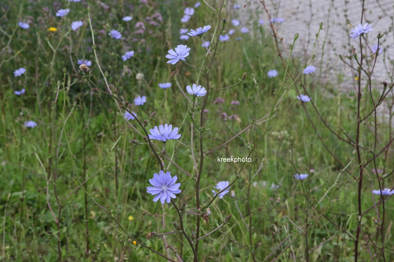 Cichorium intybus