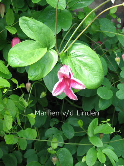 Clematis 'Etoile Rose'
