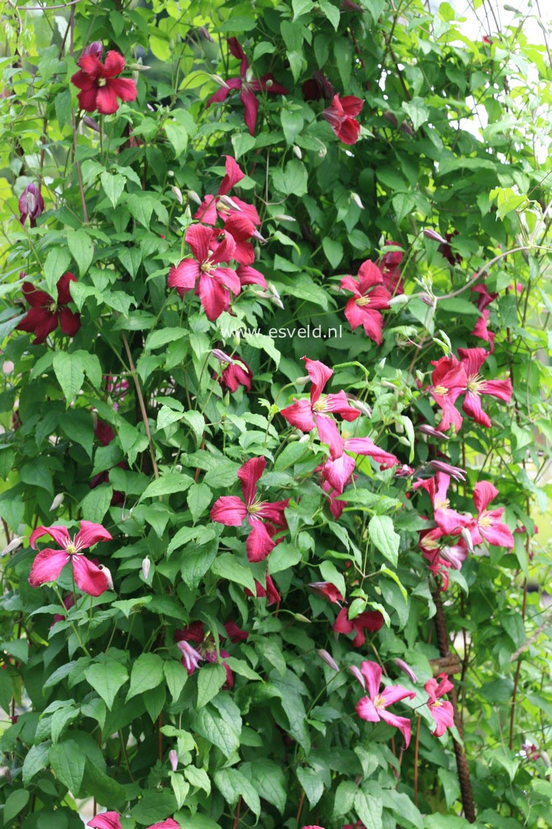 Clematis 'Madame Julia Correvon'