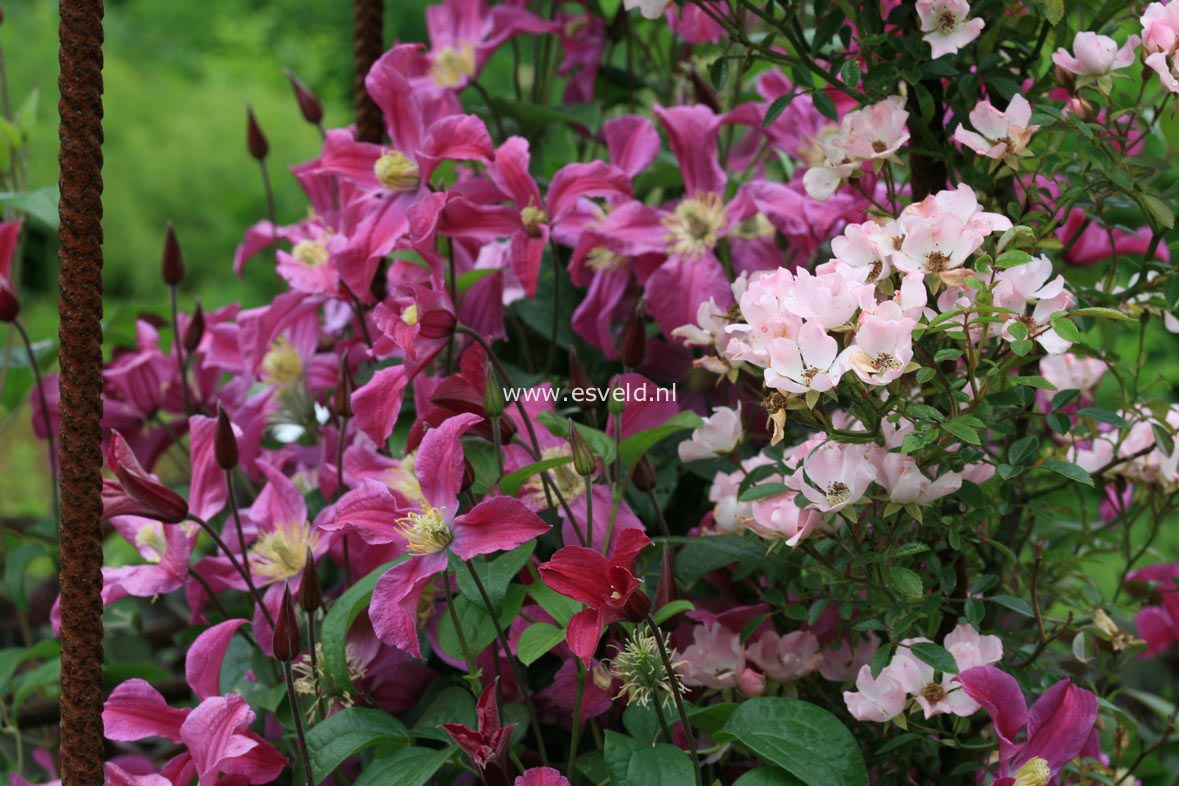 Clematis 'Zoin' (INSPIRATION)
