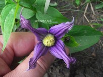 Clematis integrifolia