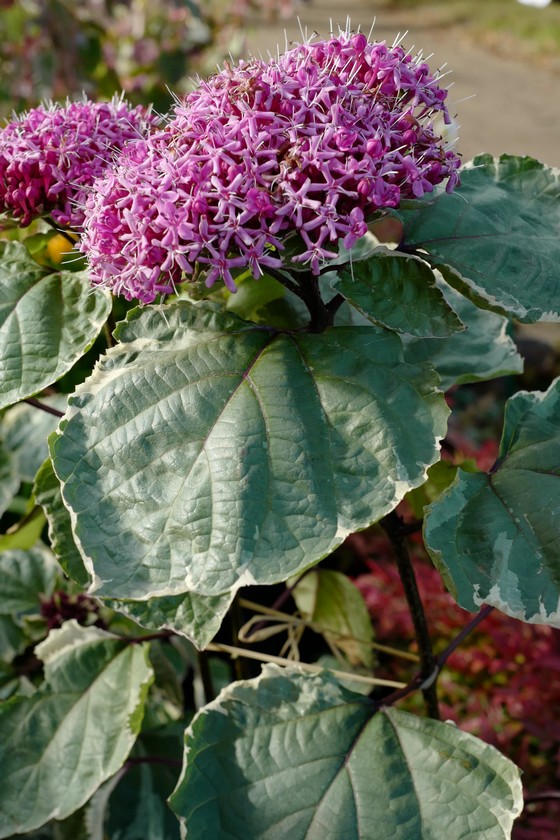 Clerodendrum bungei 'Pink Diamond'