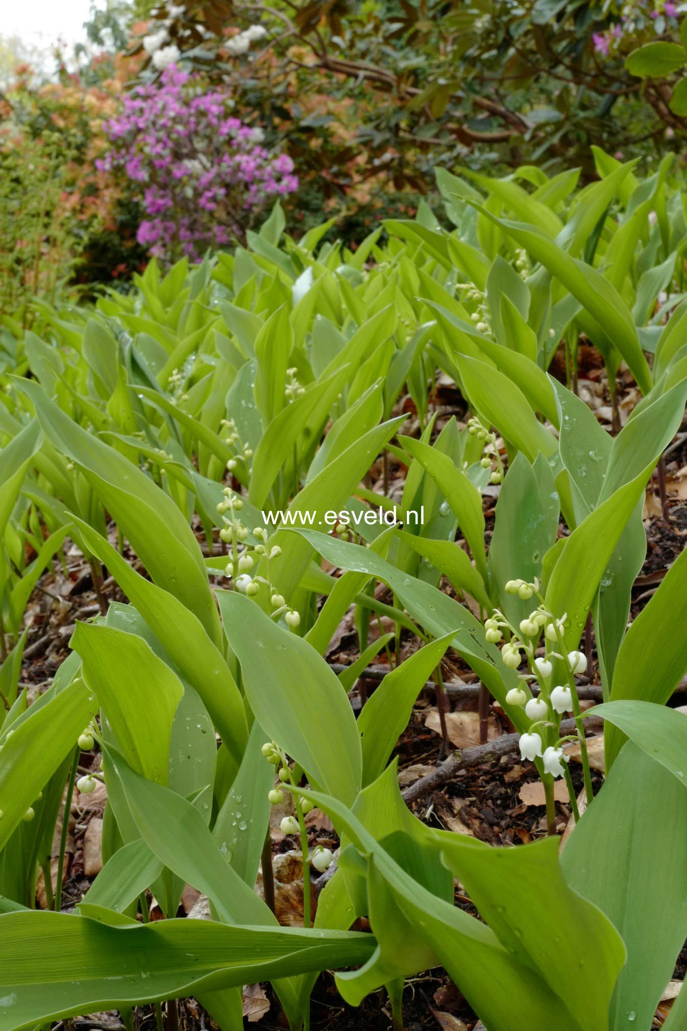 Convallaria majalis