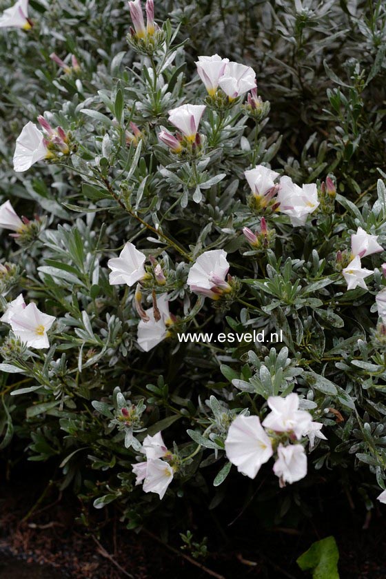 Convolvulus cneorum