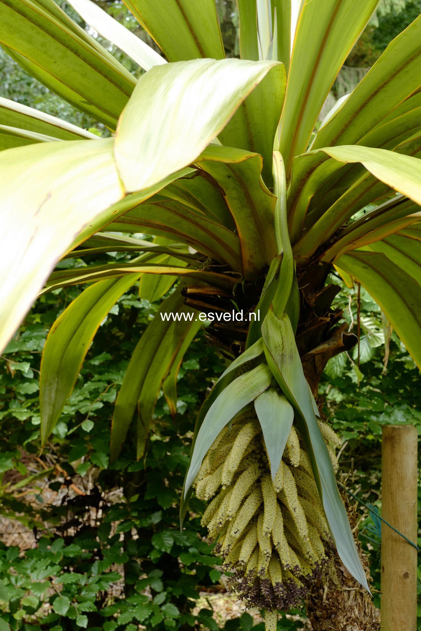 Cordyline indivisa