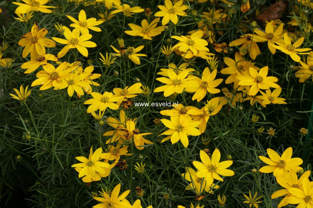 Coreopsis verticillata 'Zagreb'