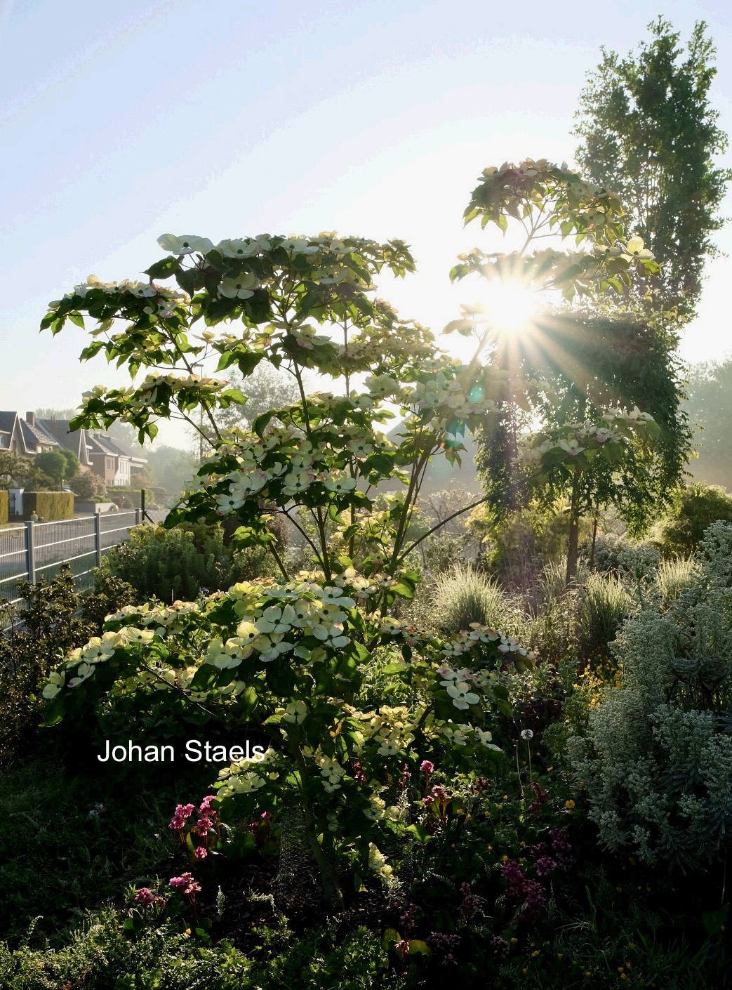 Cornus 'KN-30-8' (VENUS)