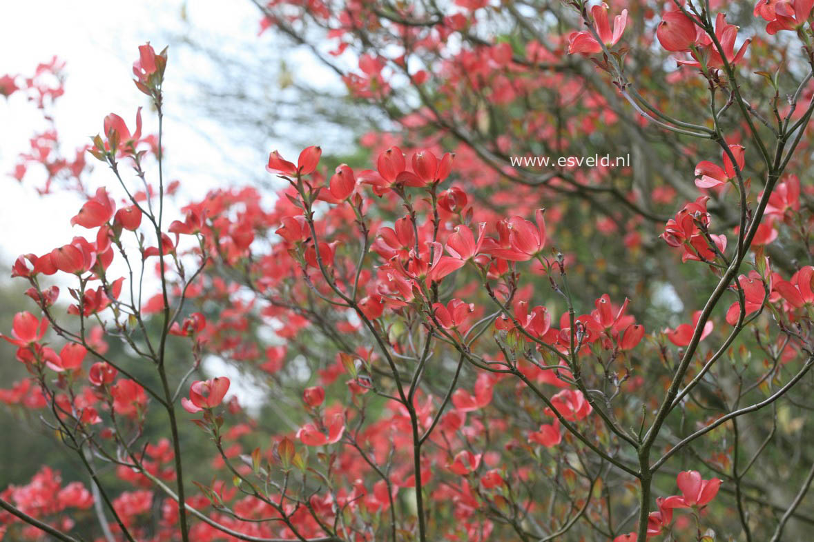 Cornus florida 'Cherokee Chief'