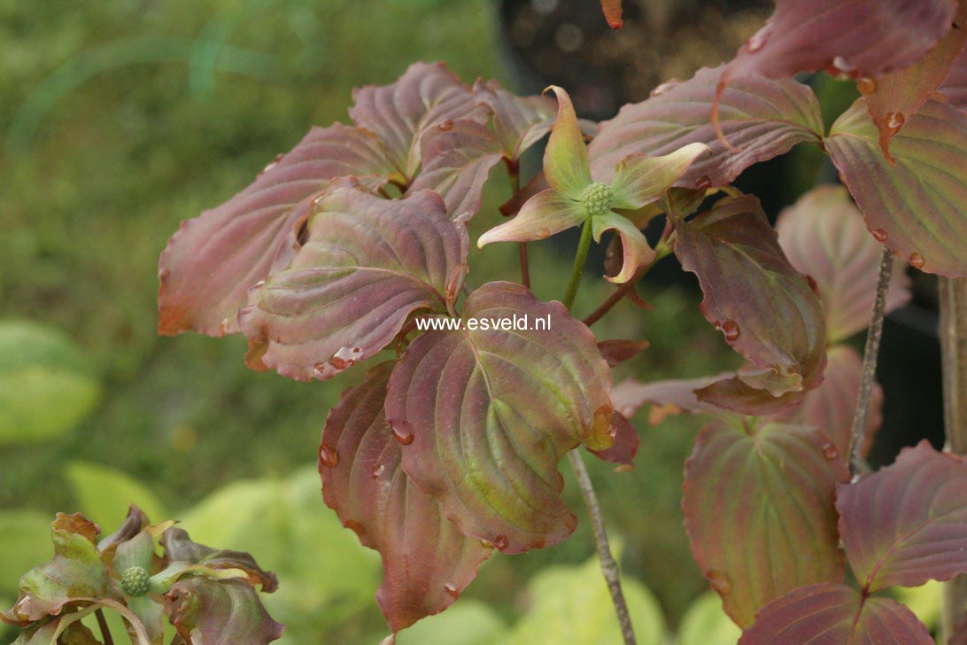 Cornus kousa 'Ed Mezitt'