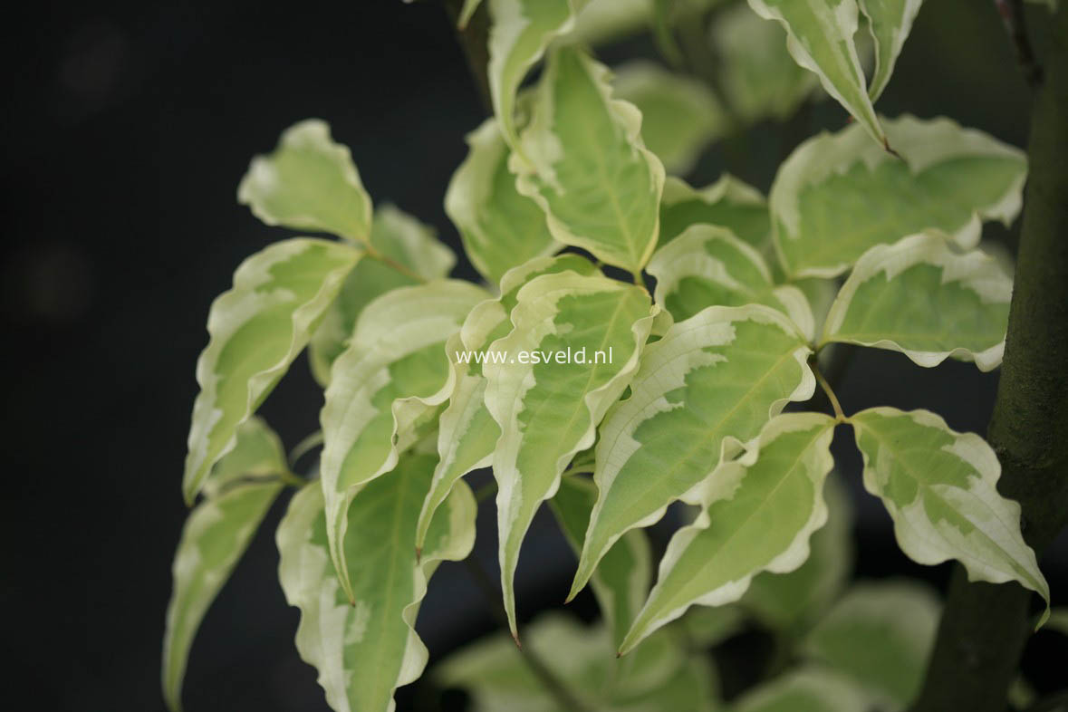 Cornus kousa 'Peve Limbo'