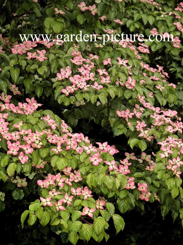 Cornus kousa 'Satomi'