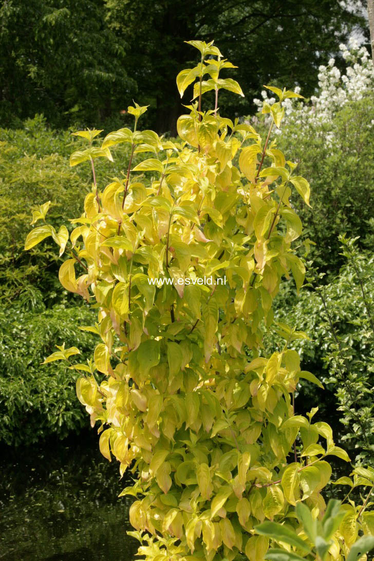 Cornus mas 'Aurea'