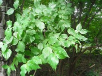 Cornus mas