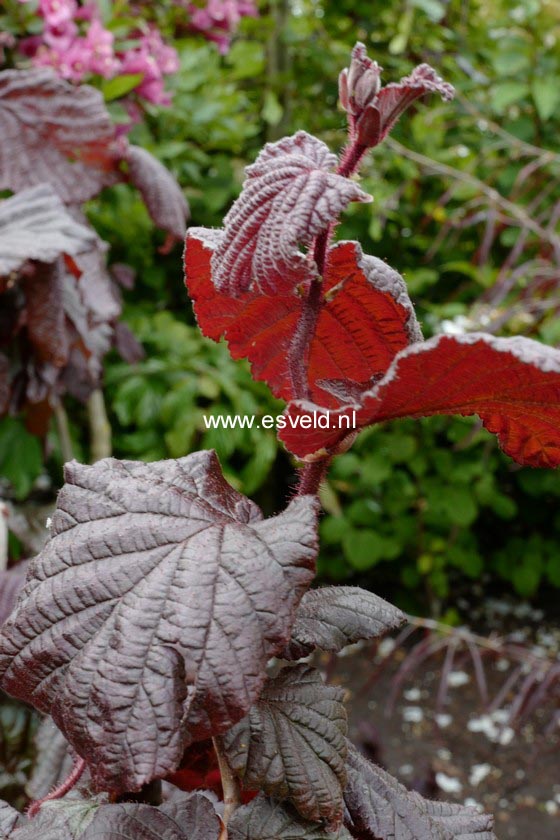 Corylus avellana 'Red Majestic'