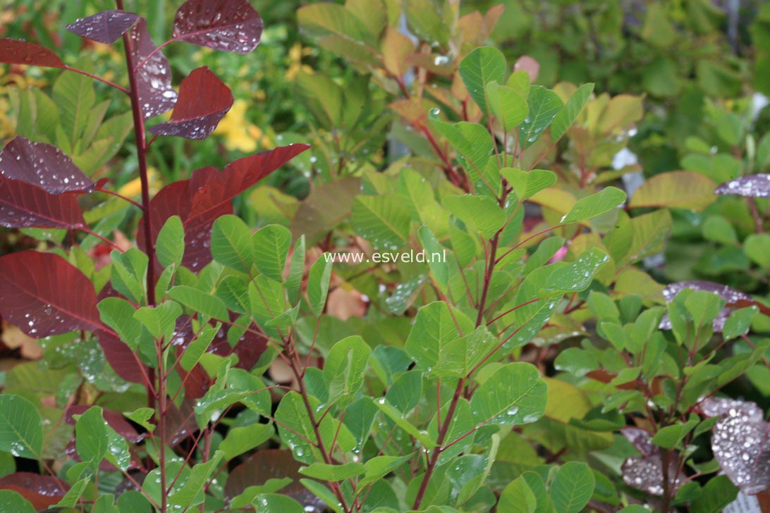 Cotinus coggygria 'Pink Champagne'