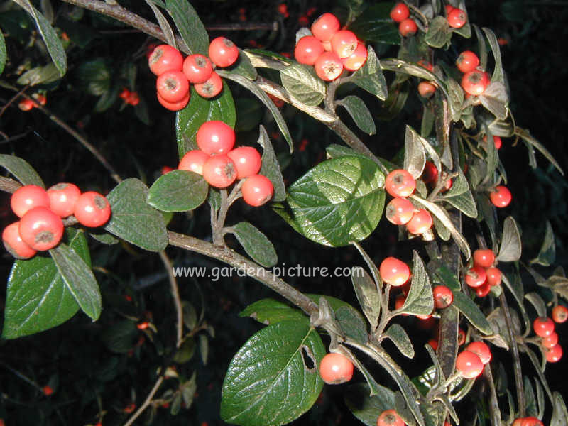 Cotoneaster salicifolius