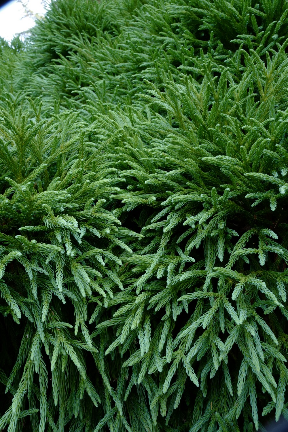 Cryptomeria japonica 'Globosa Nana'