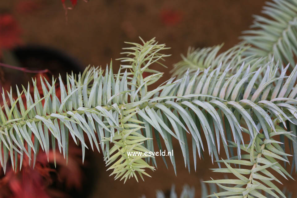 Cunninghamia lanceolata 'Glauca'