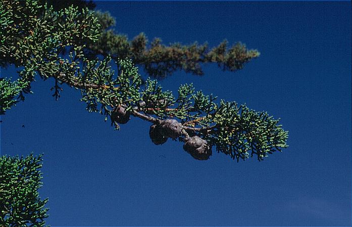 Cupressus macrocarpa