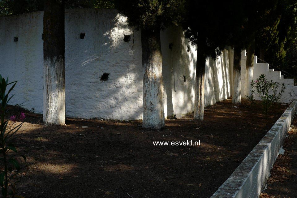 Cupressus sempervirens
