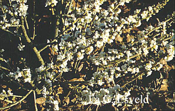 Daphne mezereum 'Alba'