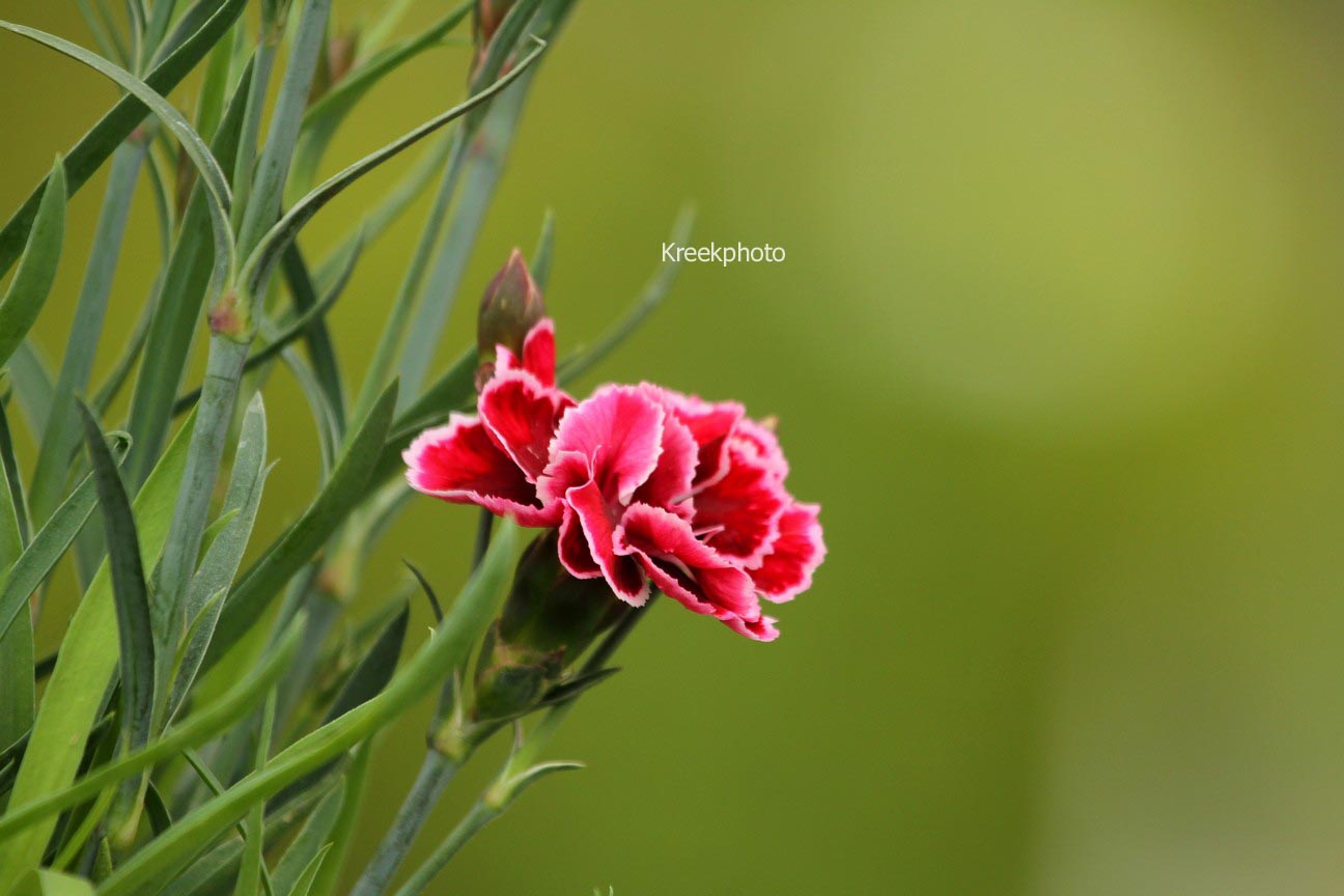 Dianthus (SUNFLOR)