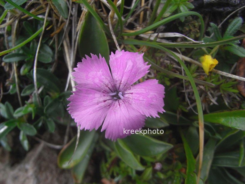 Dianthus alpinus