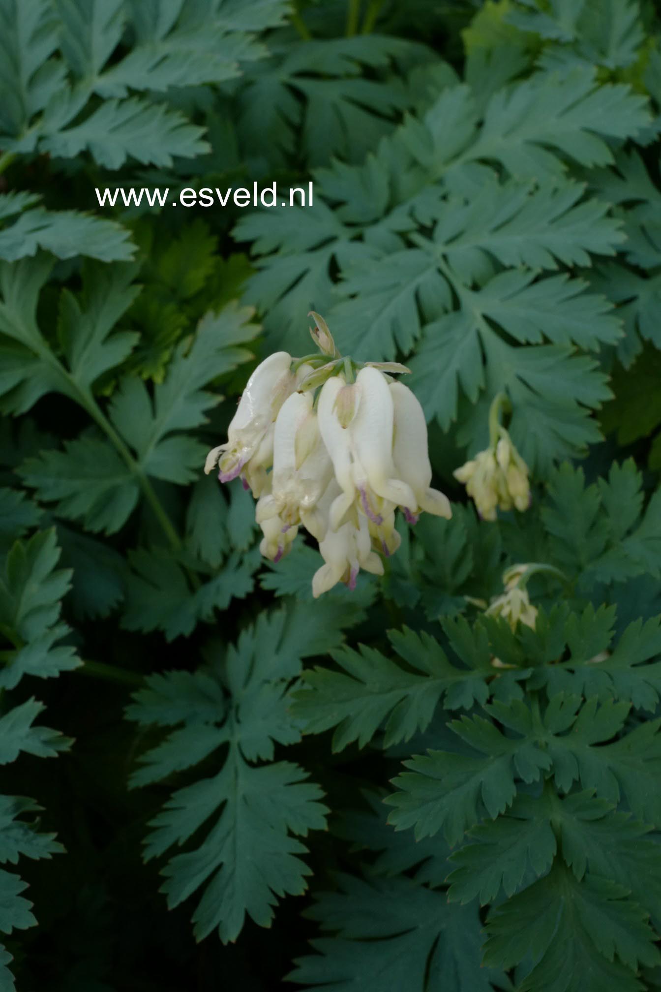 Dicentra eximia 'Alba'
