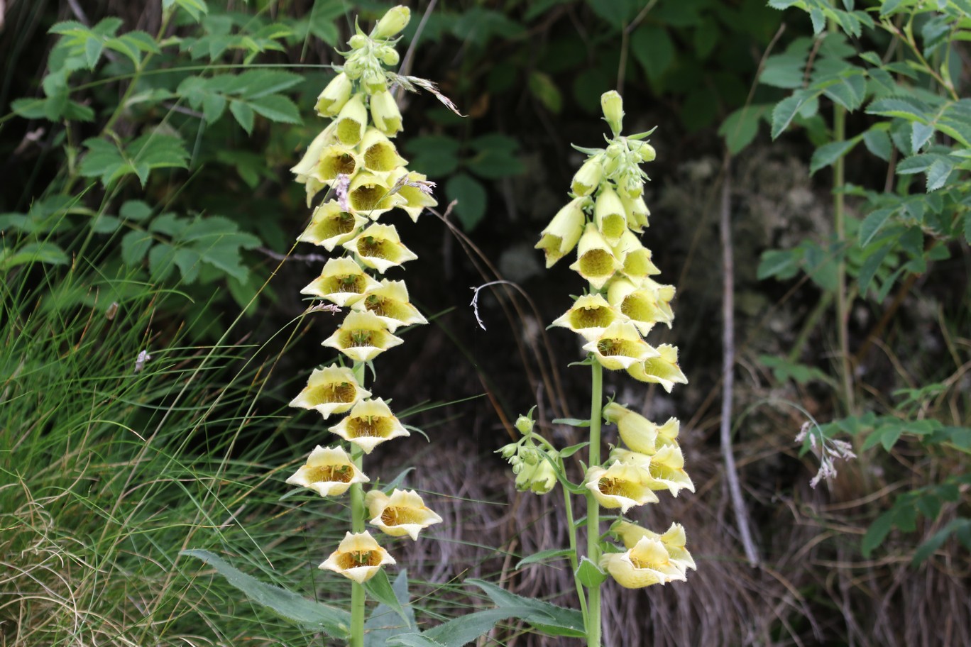 Digitalis grandiflora