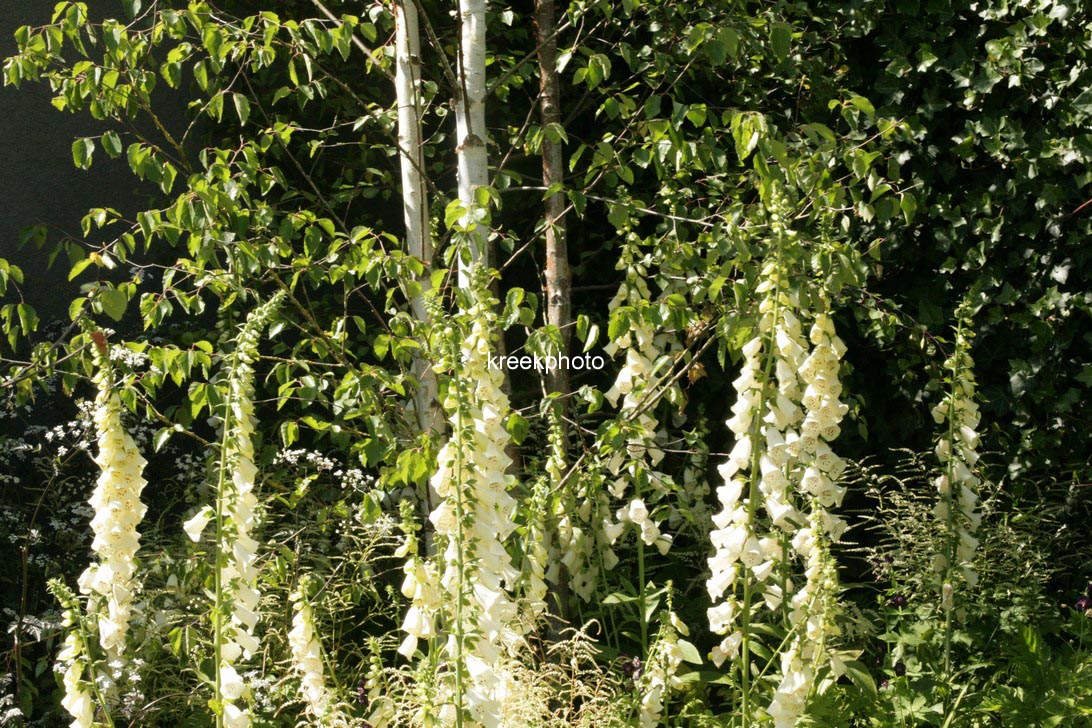 Digitalis purpurea 'Alba'
