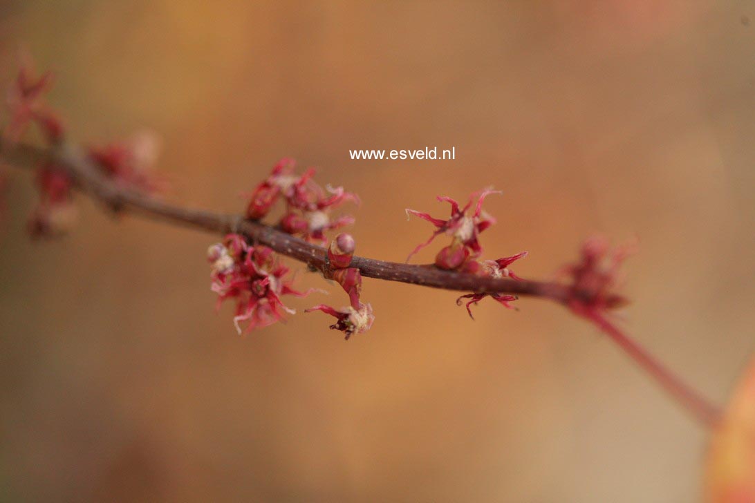 Disanthus cercidifolius 'Ena nishiki'