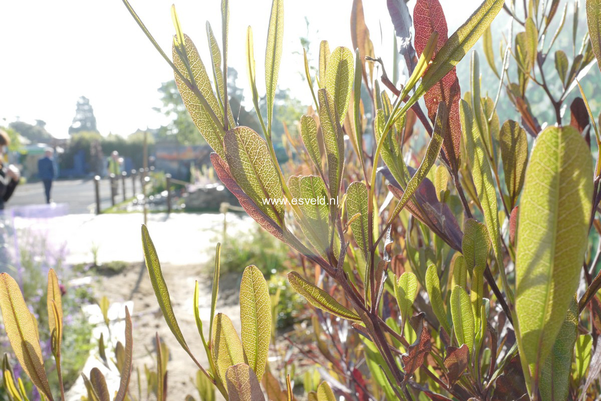 Dodonaea viscosa 'Purpurea'