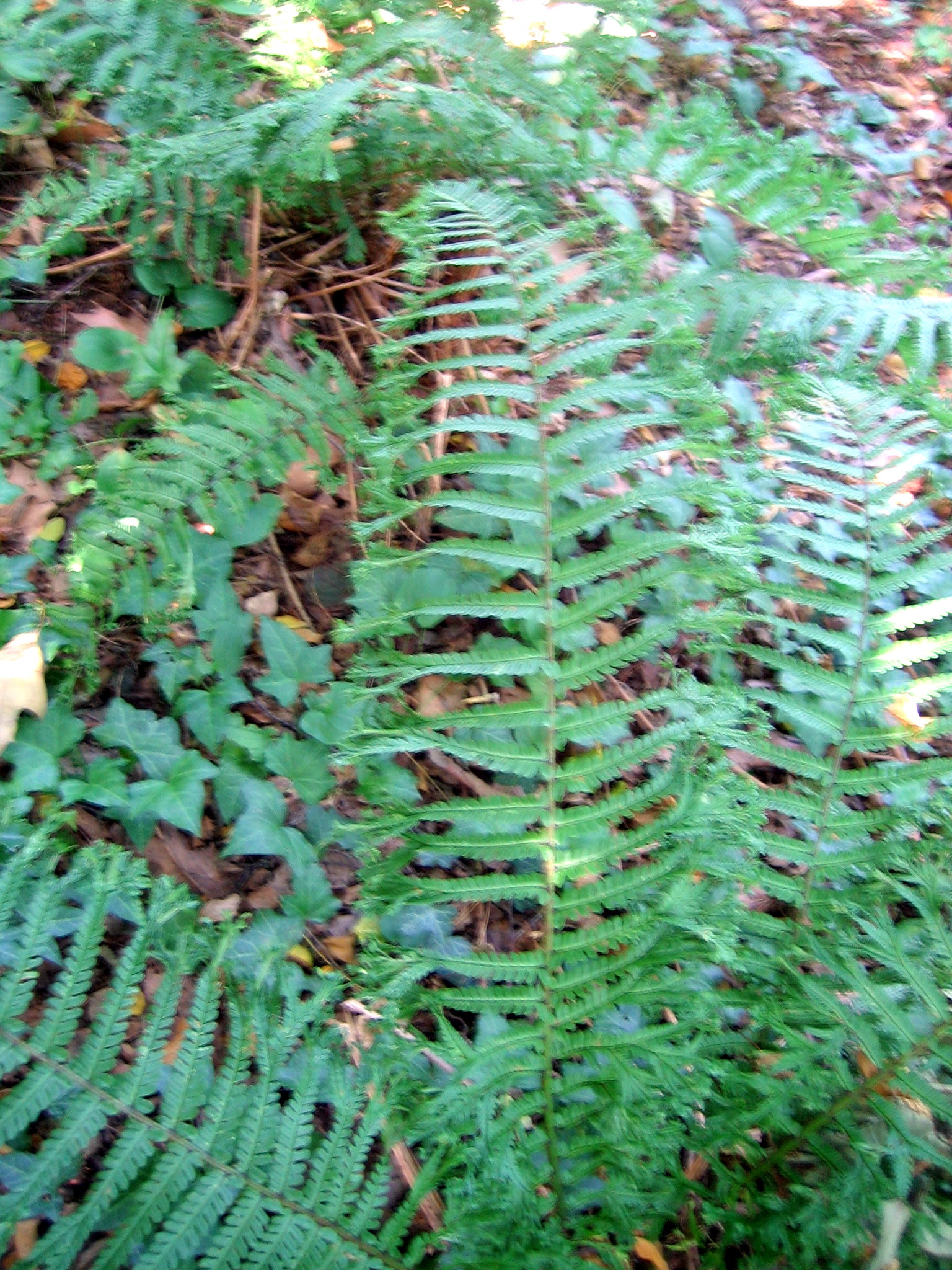 Dryopteris affinis 'Cristata'