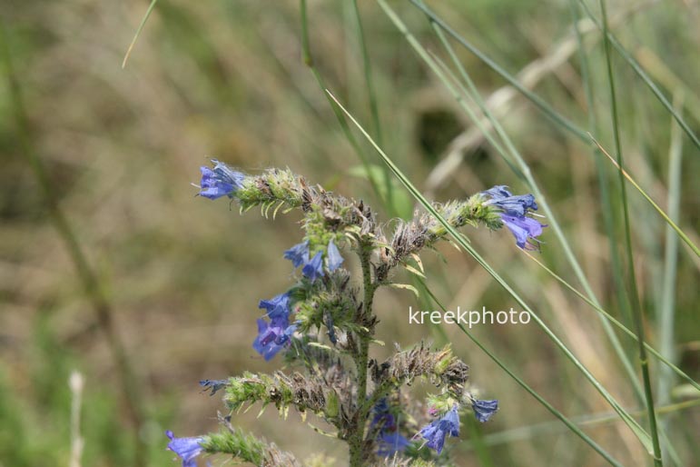 Echium vulgare