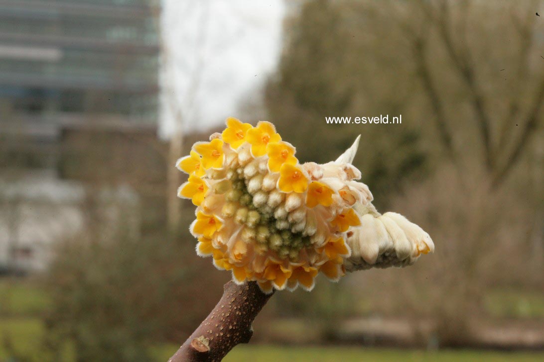 Edgeworthia chrysantha 'Grandiflora'