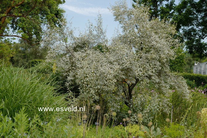 Elaeagnus 'Quicksilver'