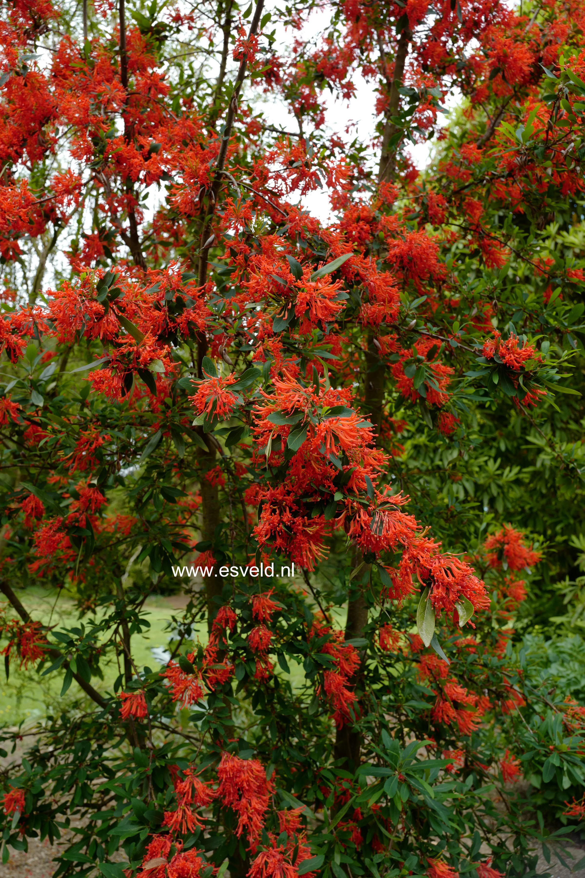 Embothrium coccineum