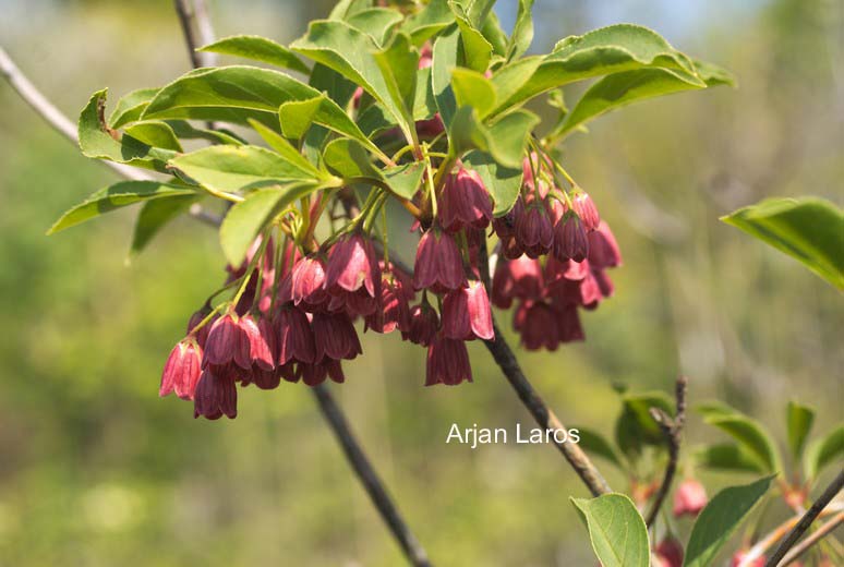 Enkianthus campanulatus 'Miyama beni'