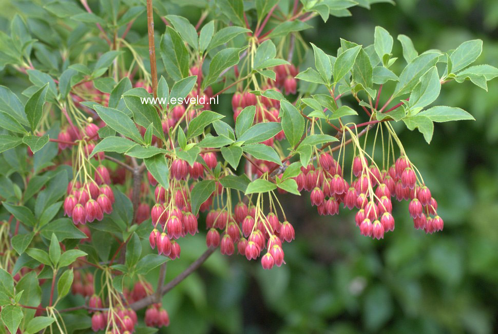 Enkianthus campanulatus 'Showy Lantern'