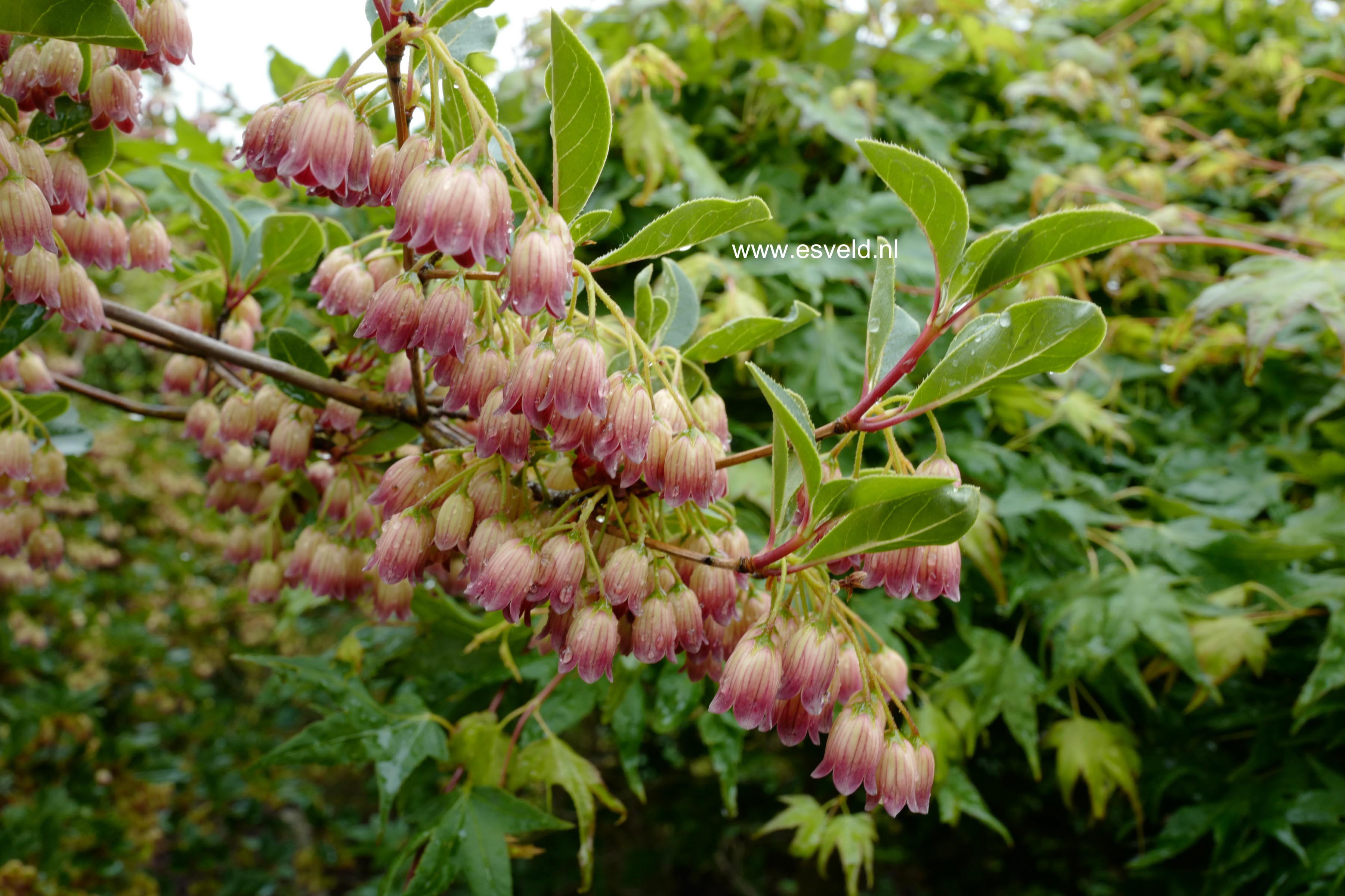 Enkianthus campanulatus 'Victoria'