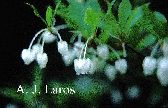 Enkianthus perulatus